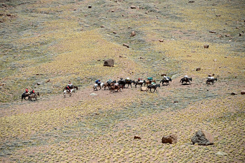 06 The Muleteers Lead Their Mules On The Opposite Side Of The Vacas River Between Pampa de Lenas And Casa de Piedra On The Trek To Aconcagua Plaza Argentina Base Camp